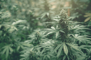 how long does thca stay in your system